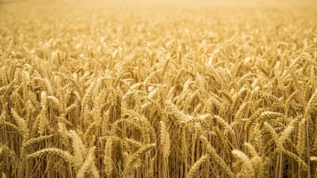 Maltería Oriental logró realizar la primera exportación de malta uruguaya a Europa (por US$ 14 millones)