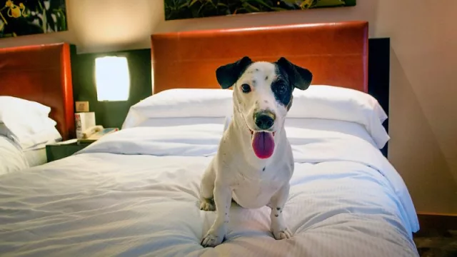 El Hilton Buenos Aires con habitaciones pet-friendly y temáticas (y diferentes paquetes para ofrecer)