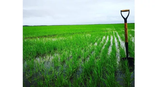 Arroz paraguayo llega a 37 destinos de exportación (85% de la producción va al exterior)