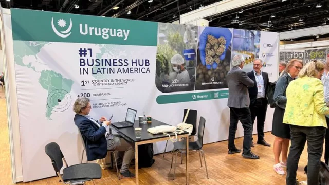 Cannabis uruguayo buscando destinos (Brasil, Estados Unidos, Canadá y Alemania en la lupa)