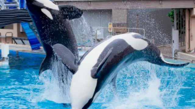 SeaWorld transforma su modelo de negocio y cambia las orcas por una montaña rusa