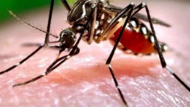 Florida, ¿no tiene fondos para frenar el virus de Zika?