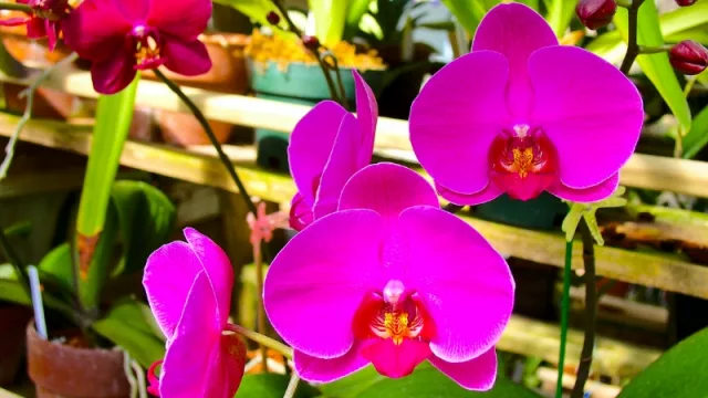 Futuro florido: Paraguay y Taiwán buscan potenciar rubro de orquídeas con inversión de US$ 3,7 millones