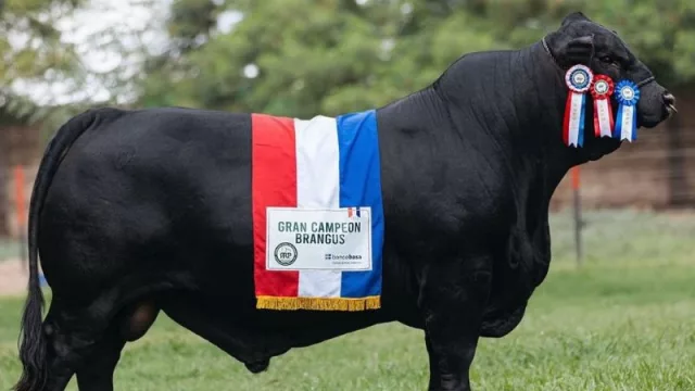Son de oro: Ejemplares paraguayos Brangus, Braford y Santa Gertrudis, elegidos los mejores de Sudamérica