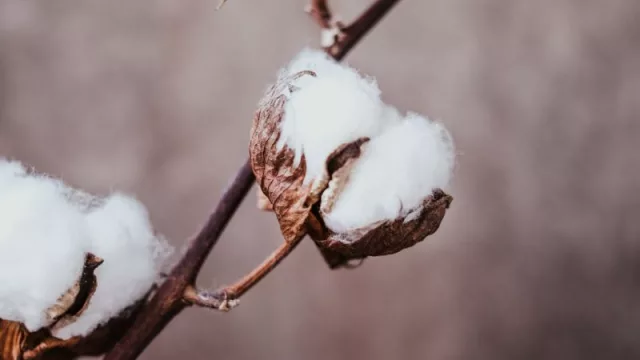 Oro blanco paraguayo vuelve a ganar espacio: Industria textil suma a algodón chaqueño a cadena de producción