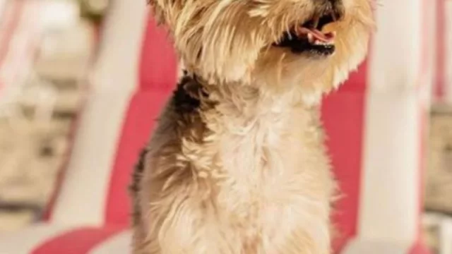 Este 4 de octubre se celebra el Día mundial de los animales (te contamos por qué se conmemora)