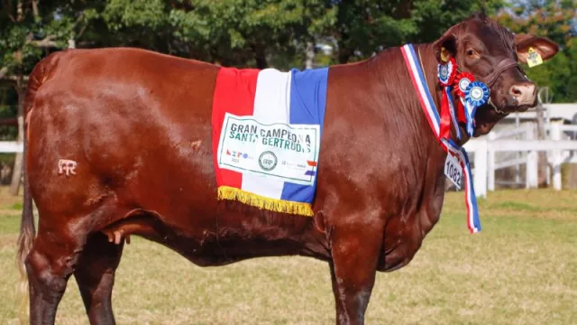 Lelé y Nadia, reinas de Sudamérica: Hembras paraguayas Brahman y Santa Gertrudis, elegidas las mejores de la región