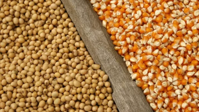 Una de cal y otra de arena: Paraguay exportó más soja pero menos maíz en 2023 (ingresaron US$ 3.422 millones por la oleaginosa)