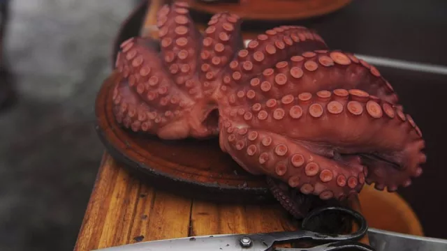 Comienza la veda de pulpo hasta julio (tras una caída de ventas del 13% en lo que va de año)