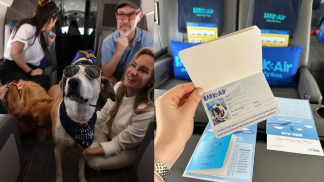 Turismo pet friendly: existe una aerolínea exclusiva para perros en EE.UU. (ya estrenó primer vuelo)