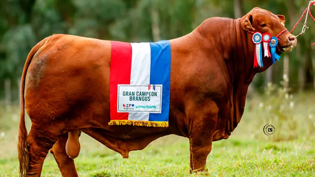 Paraguay en la cima: el toro Don Ángel lidera revolución genética del Brangus mundial
