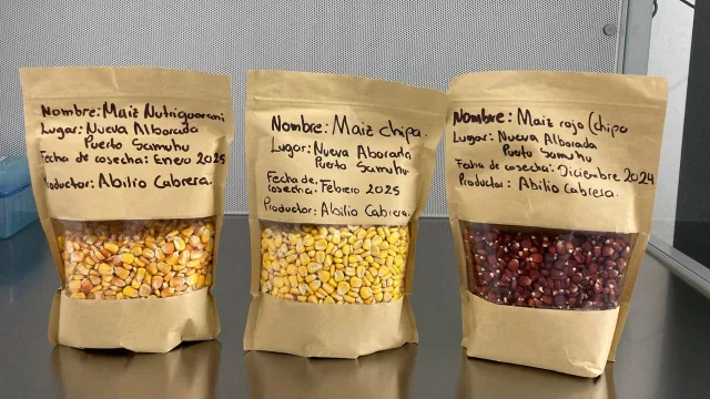 Maíz criollo: un patrimonio genético que Paraguay protege a nivel regional